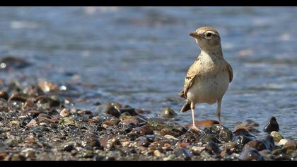 Greater Short-toed Lark