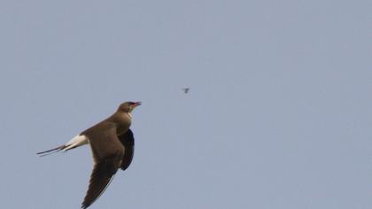Collared Pratincole