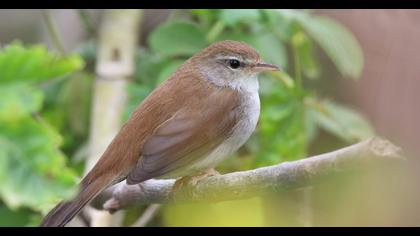 Cetti`s Warbler