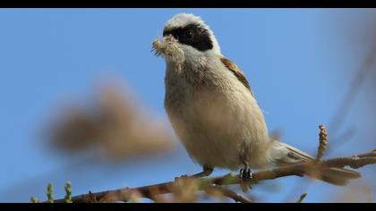 Eurasian Penduline Tit