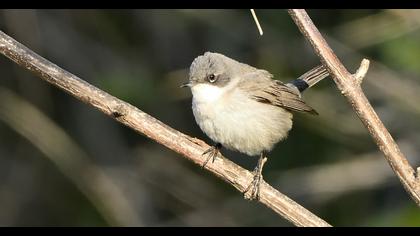Lesser Whitethroat