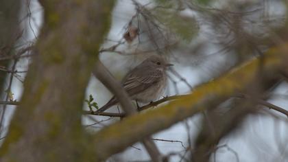 Spotted Flycatcher