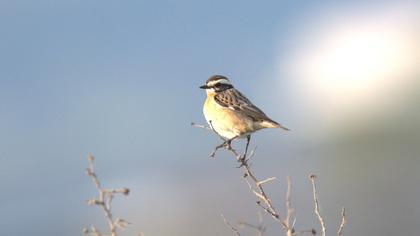 Whinchat