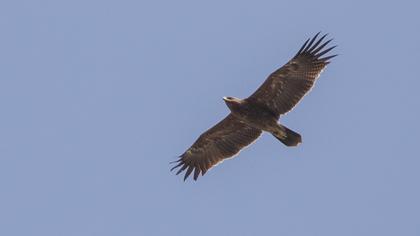Lesser Spotted Eagle