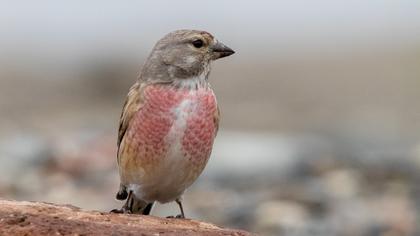 Common Linnet