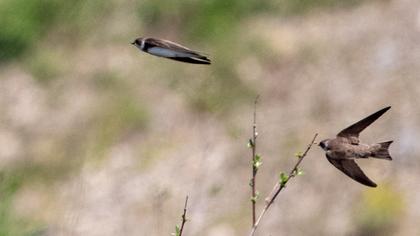 Sand Martin