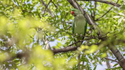 Alexandrine Parakeet