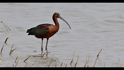 Glossy Ibis