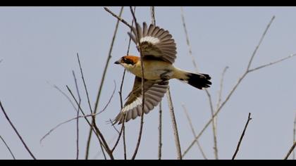 Woodchat Shrike