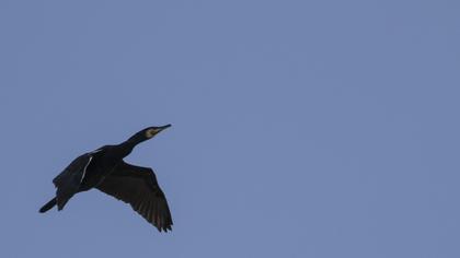 Great Cormorant