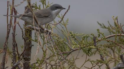 Lesser Whitethroat