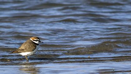 Kentish Plover