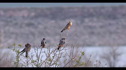 Red-footed Falcon