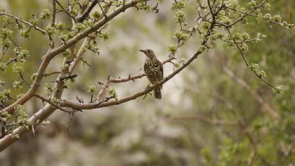 Mistle Thrush