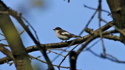 Semicollared Flycatcher