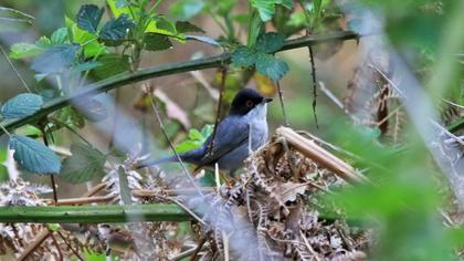Sardinian Warbler
