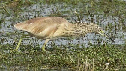 Squacco Heron