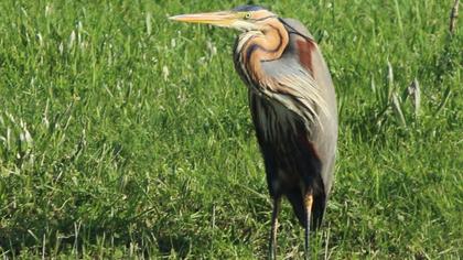 Purple Heron