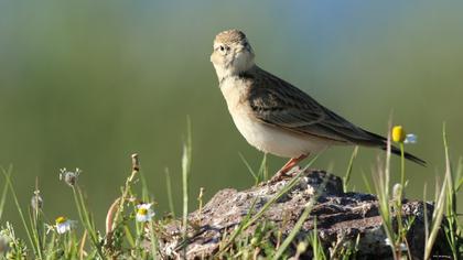 Greater Short-toed Lark