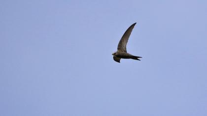 Pallid Swift