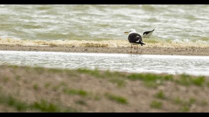 Lesser Black-backed Gull