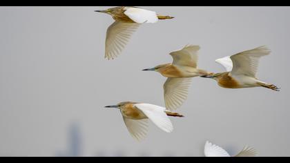 Squacco Heron