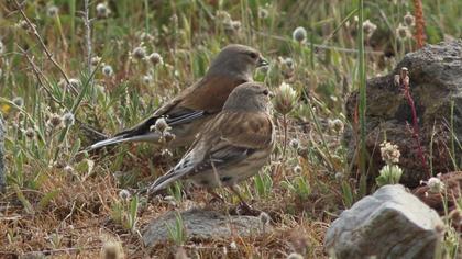 Common Linnet