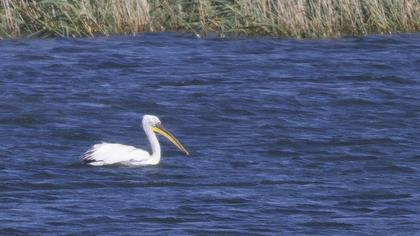 Dalmatian Pelican