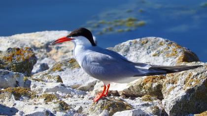 Common Tern