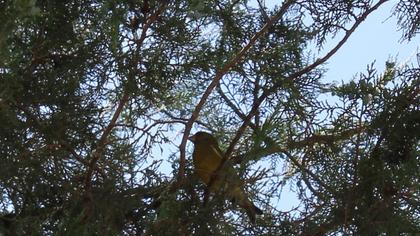 European Greenfinch