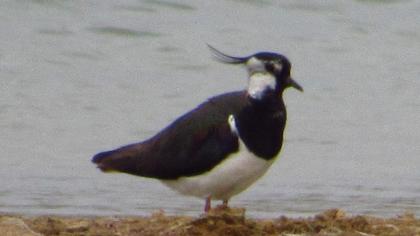 Northern Lapwing