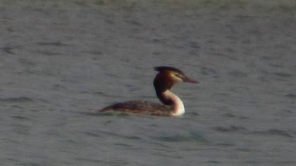 Great Crested Grebe