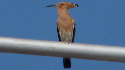 Eurasian Hoopoe