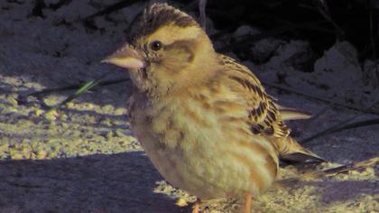 Rock Sparrow