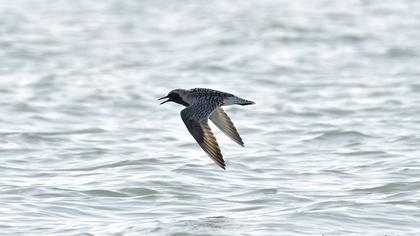 Grey Plover
