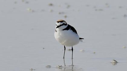 Kentish Plover