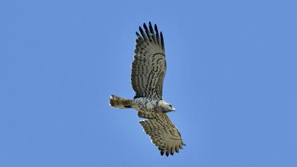 Short-toed Snake Eagle