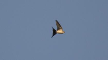 Kızıl kırlangıç