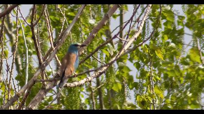 European Roller