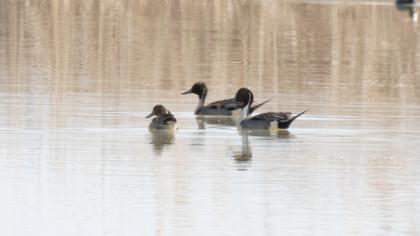 Northern Pintail