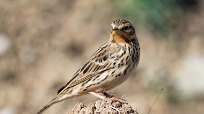 Kızılgerdanlı incirkuşu