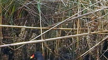 Common Moorhen
