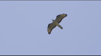 European Honey Buzzard