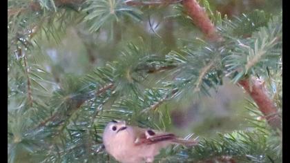 Goldcrest