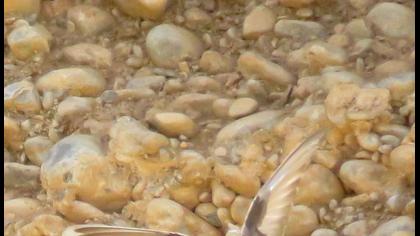 Eurasian Crag Martin