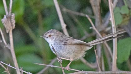 Delicate prinia