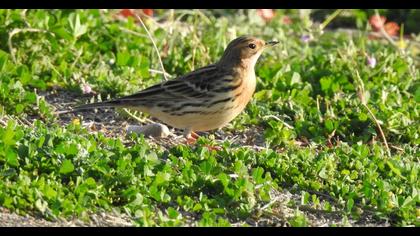 Red-throated Pipit