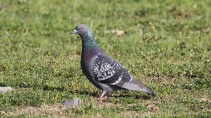 Rock Dove