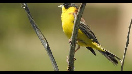 Black-headed Bunting