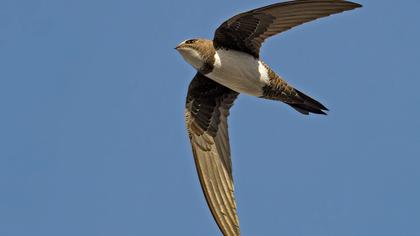 Alpine Swift